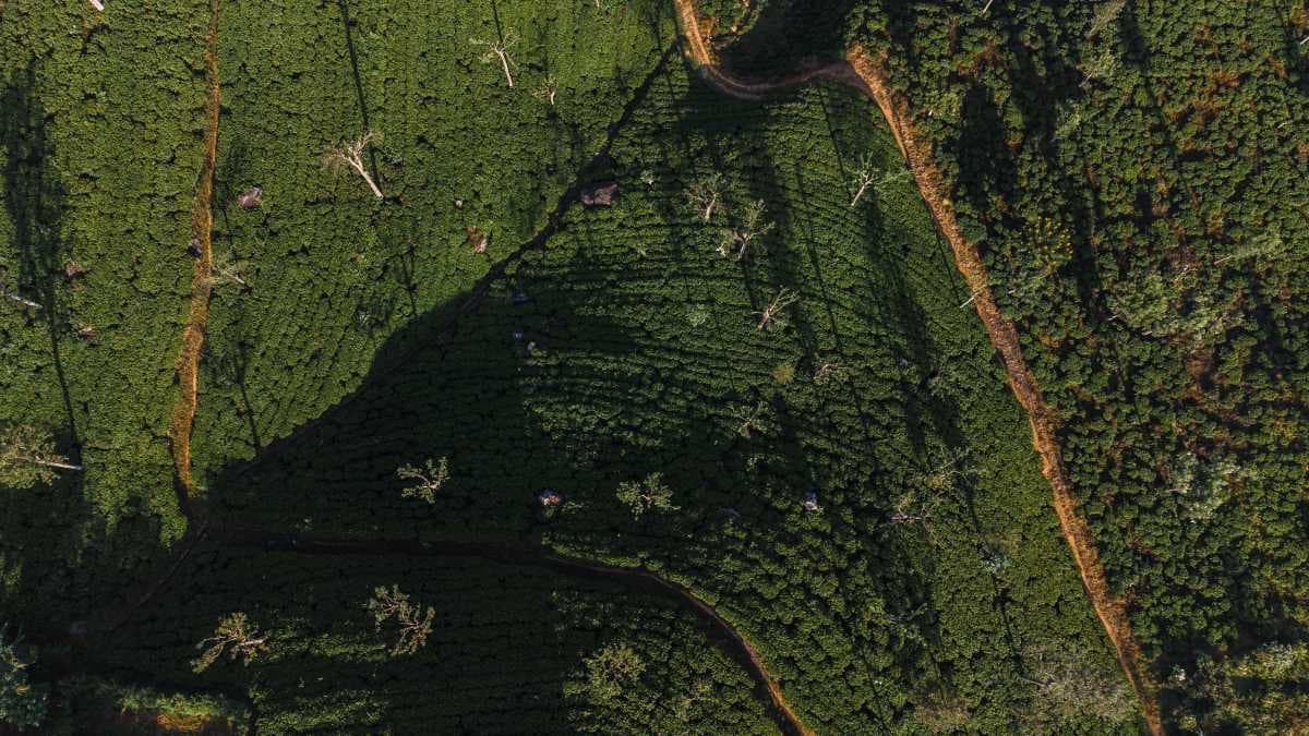 Cinnamon estate in Galle District, Southern Province, Sri Lanka